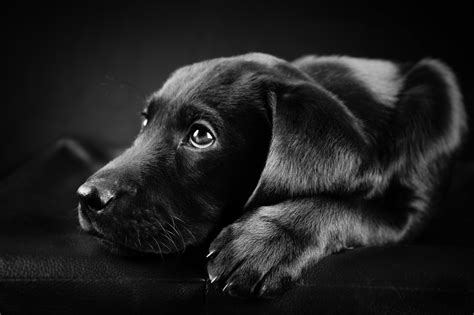 black and white dog wallpaper|cute puppy black and white.